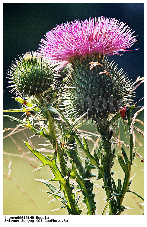 �����, ����������� �������, �������, �������, �����, ���������, ��������