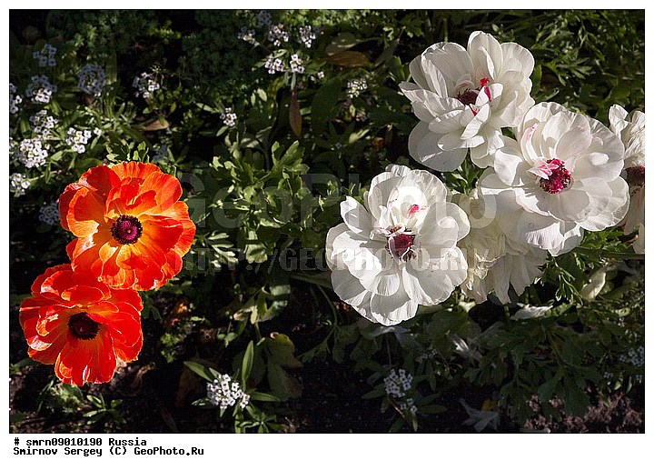 ����������� �������, �����, �������, ����, ���