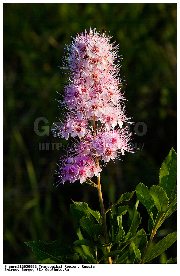 ����������, ��������, ������