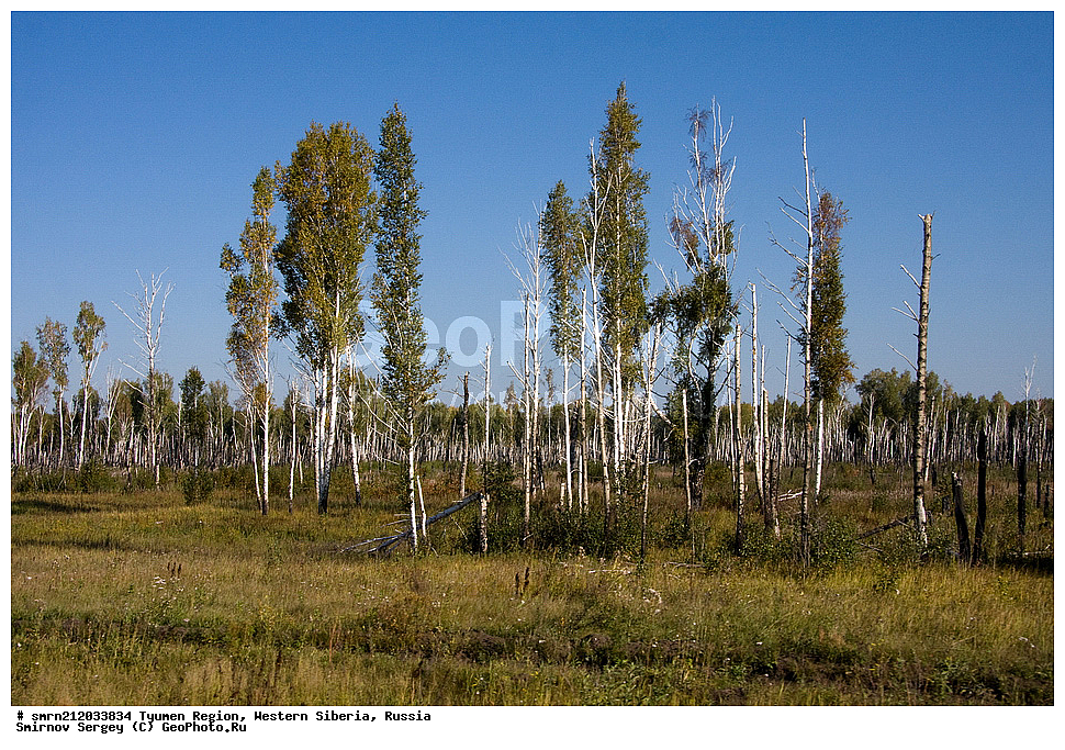 ������, ������������� �������,  ����������, ����������� ������ "�����" �254, �����, �������� ������, ������, ������, ���