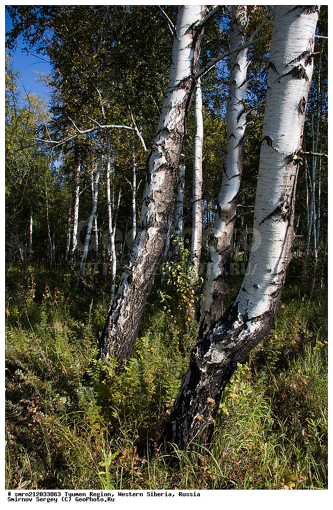 ������, ������������� �������, ����������, ����������� ������ "�����" �254, �����, ���, ������, ������, �����, �������� ������