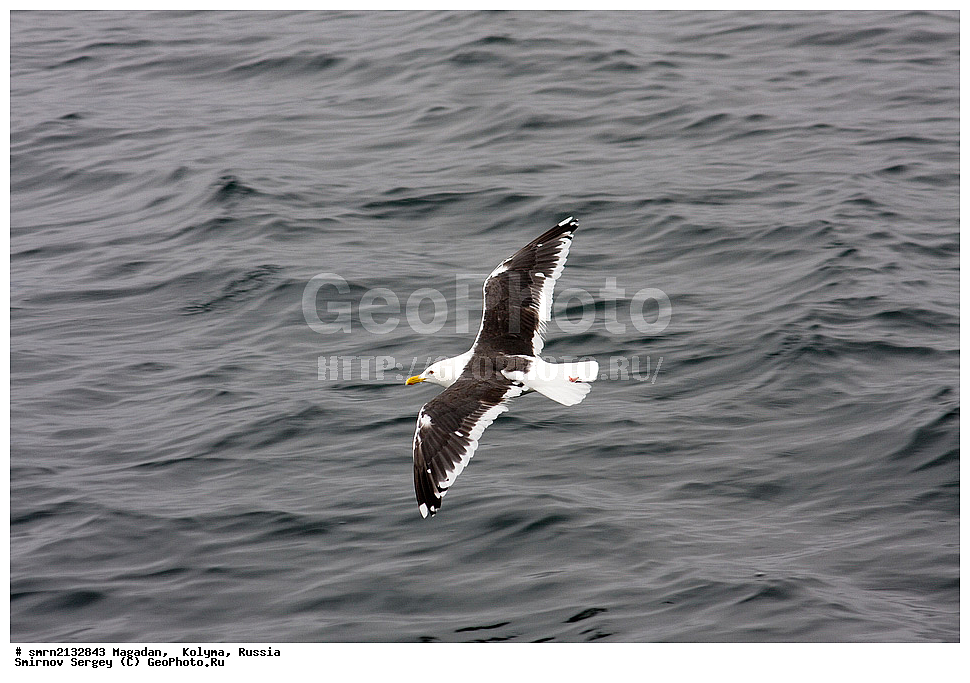 �������, ������, ������, �����, ������, ��������, ��������, ��������, �����������, �����, �����, ������� �����, ������� �����, XYZ, ��������, Laridae, ������������� �����, Larus schistisagus