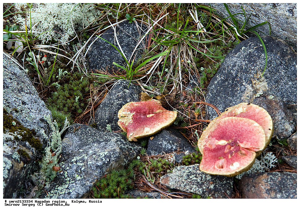 �������, ������, ������, ��������, �����, �����, �����, �����