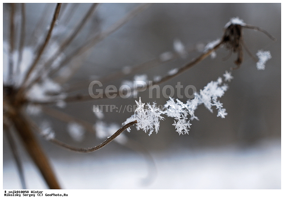 ����, ����, �������