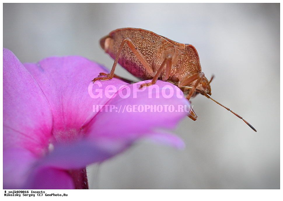 ����, ������, ���������, Palomena, prasina