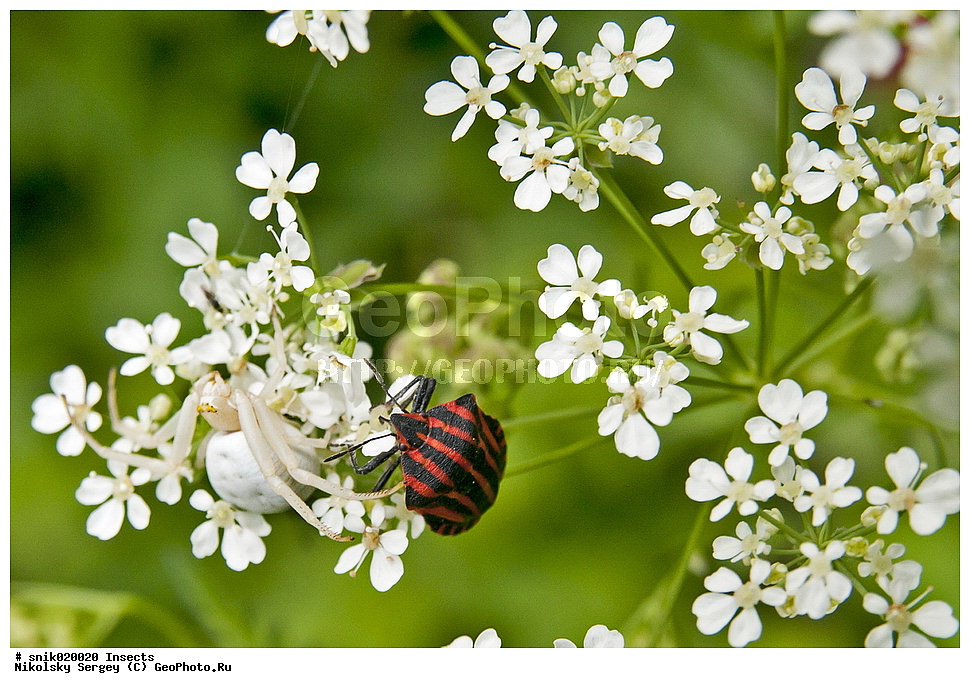 ����, �������������, ���������, Graphosoma, Lineatum