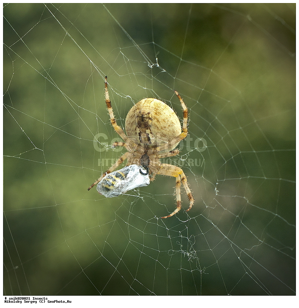 ����, ���������, Araneus