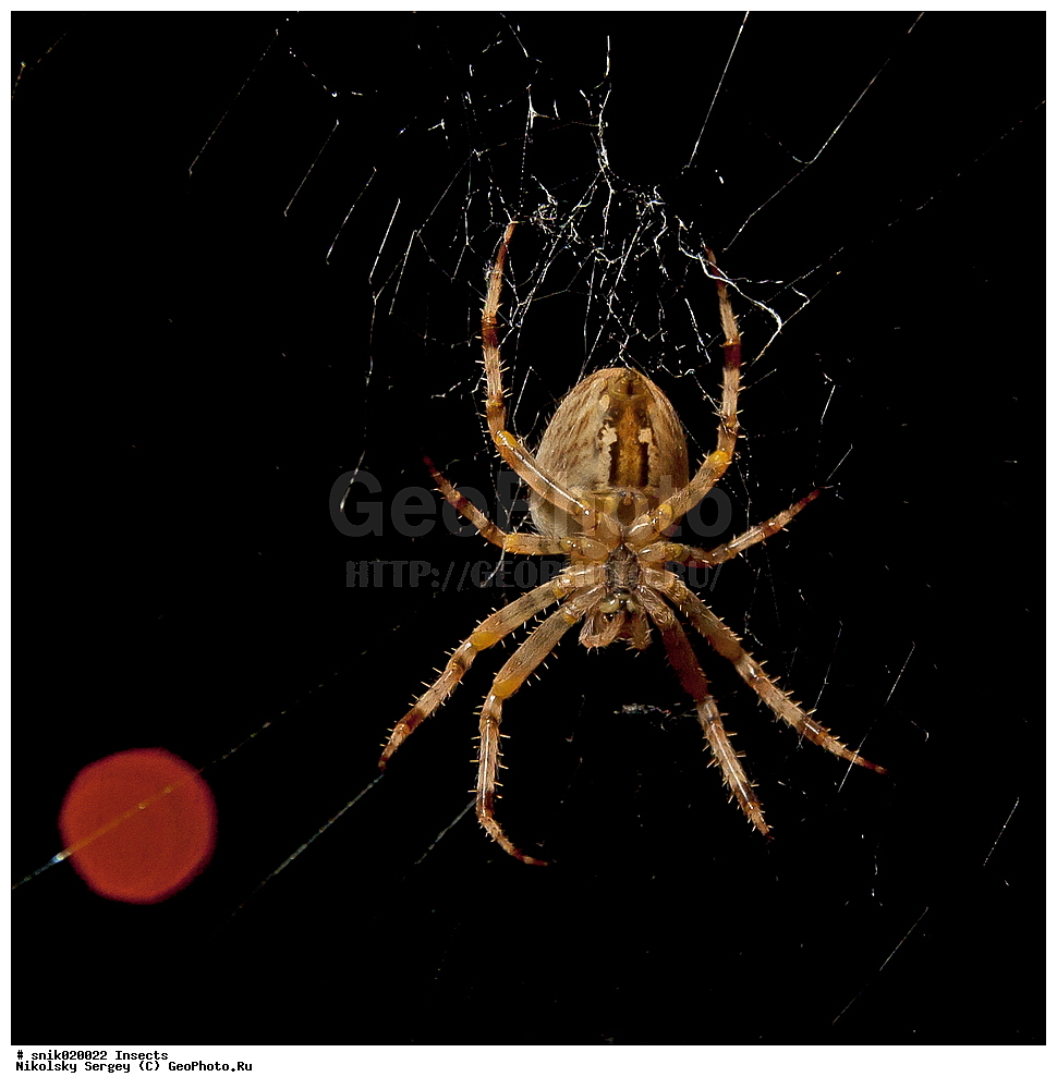 ����, ���������, Araneus
