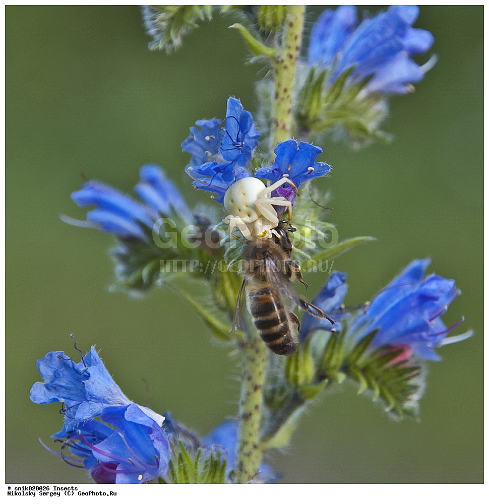 ����, ���������,, ���������, �����, Misumena, vatia