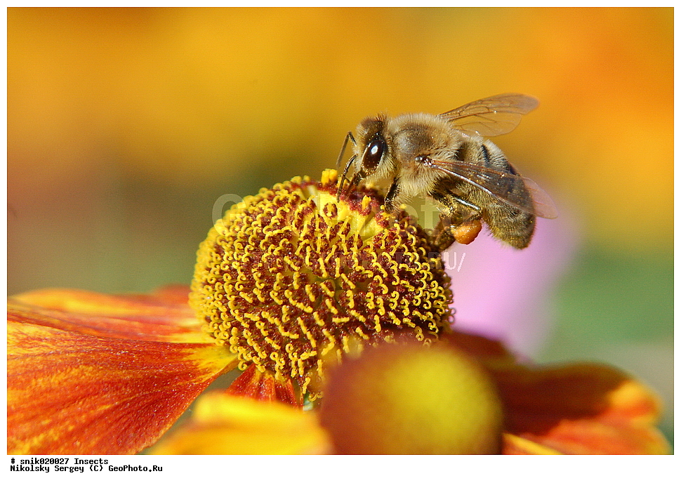 �����, Anthophia