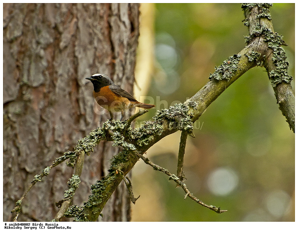 ������, �����, �����, �����������, ��������, ��������, �����, �����, ��������, �����������, XYZ, ������������, Muscicapidae, ������� �����������, �����������-�������, ������