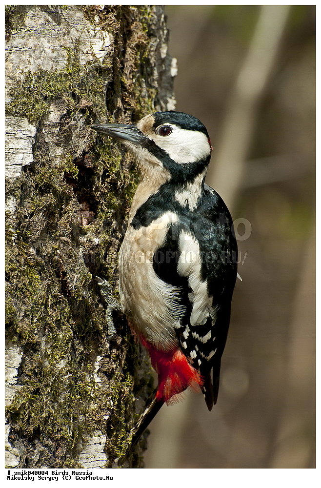 ������, �����, �����, ������� ������ �����, dendrocopus major, ��������, ��������, �����, �����, ��������, �����������, XYZ, ��������, �����, ��������� ��������, Picidae, ������� ������ �����, ϸ����� �����, ������� ������� �����, ������� �����, Dendrocopos major, ������
