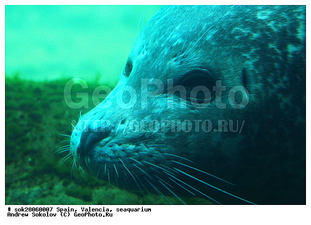 ��������, �������, �����, ����������