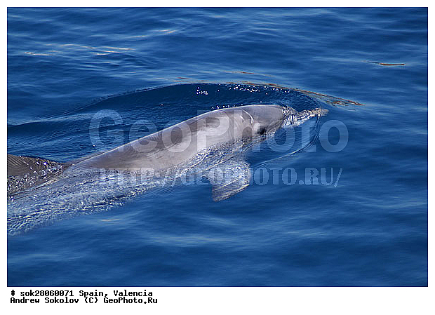 ��������, ������� ����������� �������� �������, �������, �����������