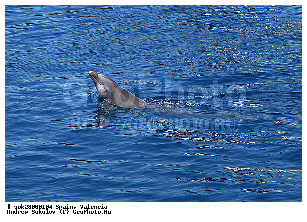 ��������, ������� ����������� �������� �������, �������, �����������