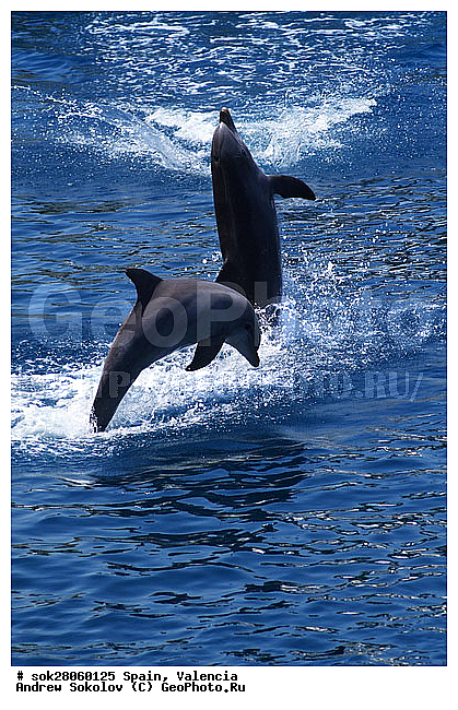 ��������, ������� ����������� �������� �������, �������, �����������