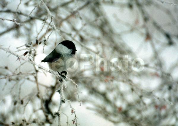 ������, ������, ����