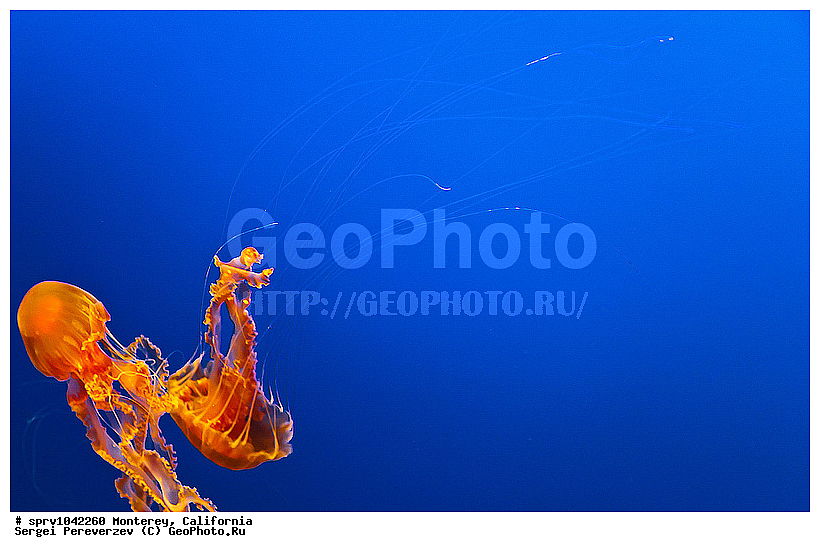 �������, ����������, ��������, ����������, ���, ��������, ����, ������, ������