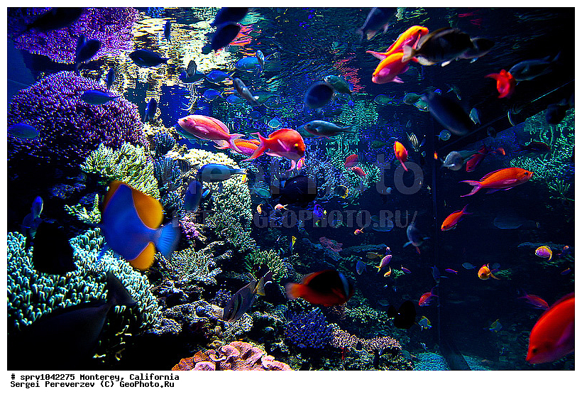 �������, ����������, ��������, ����������, ���, ��������, ����, ����