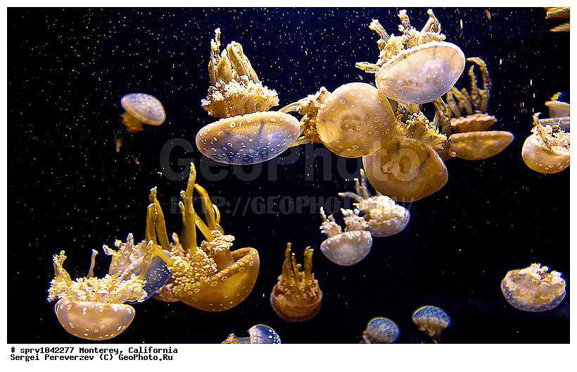 �������, ����������, ��������, ����������, ���, ��������, ����, ������