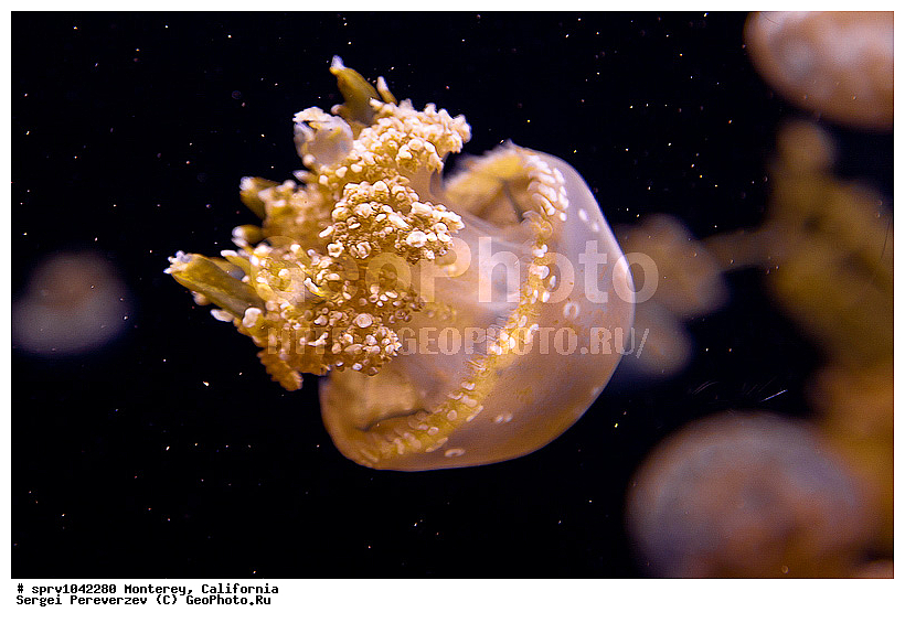 �������, ����������, ��������, ����������, ���, ��������, ����, ������