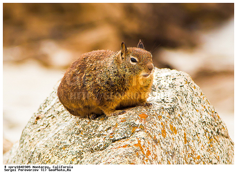 �������, ����������, ��������, ���, �����, ����