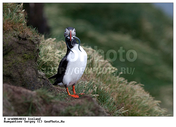 �����, �����, ��������, ��������, ��������, �����, �����, ��������, �����������,������� �����, ������� �����, �����, XYZ, ����������, Alcidae, ����, ������������� �����, Fratercula arctica