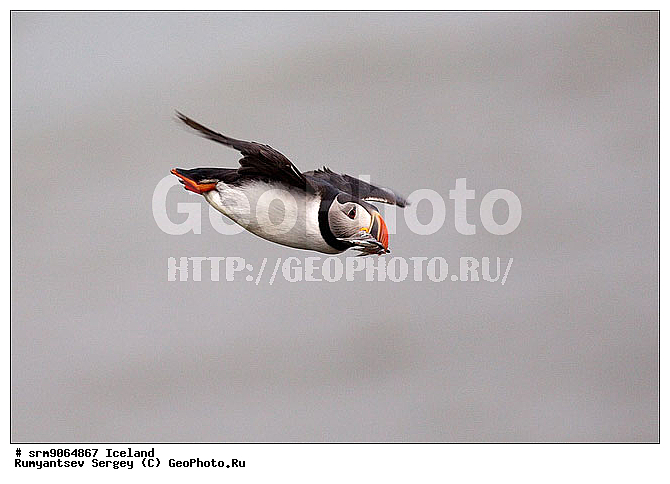 �����, �����, ��������, ��������, ��������, �����, �����, ��������, �����������,������� �����, ������� �����, �����, XYZ, ����������, Alcidae, ����, ������������� �����, Fratercula arctica