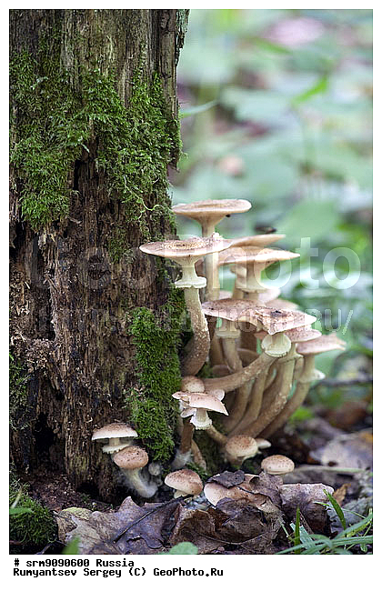 �����, ���, �����, �����