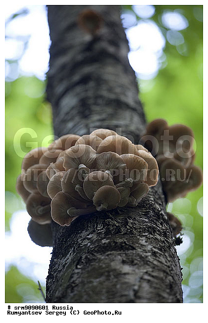 �����, ���, �����, �����