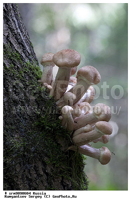 �����, ���, �����, �����