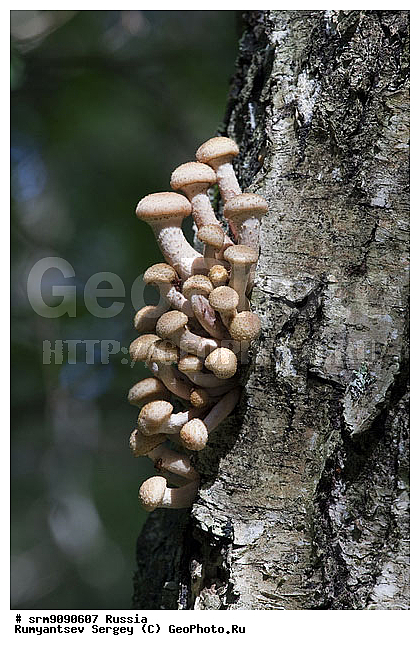 �����, ���, �����, �����