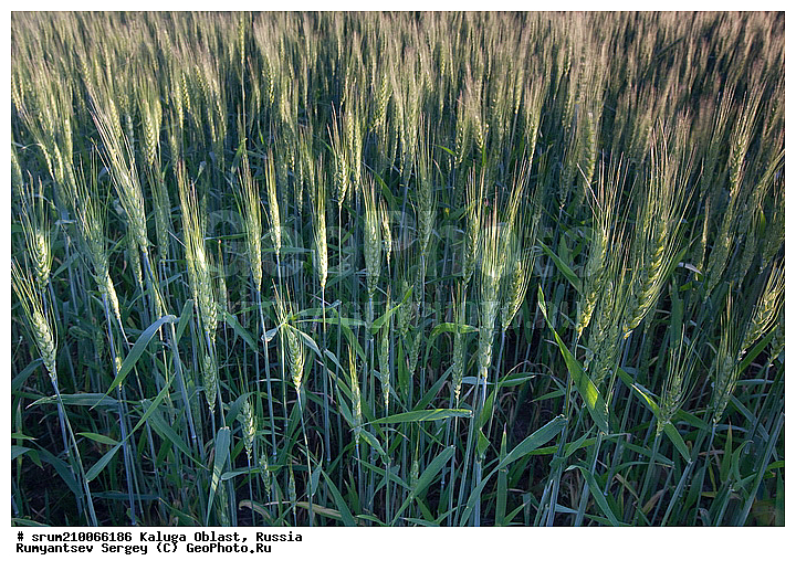 ��������� �������, ������, �����, ��������, ����, ������, ����, ������