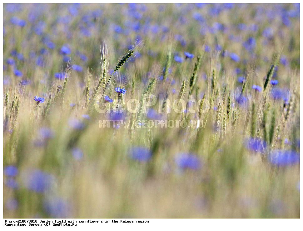 ����, ������, �������, ��������� �������, ������, ��������