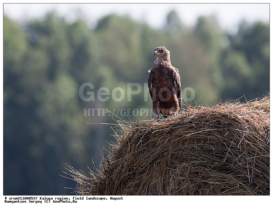 ��������� �������, ������, �����������, ����, ������� ��������