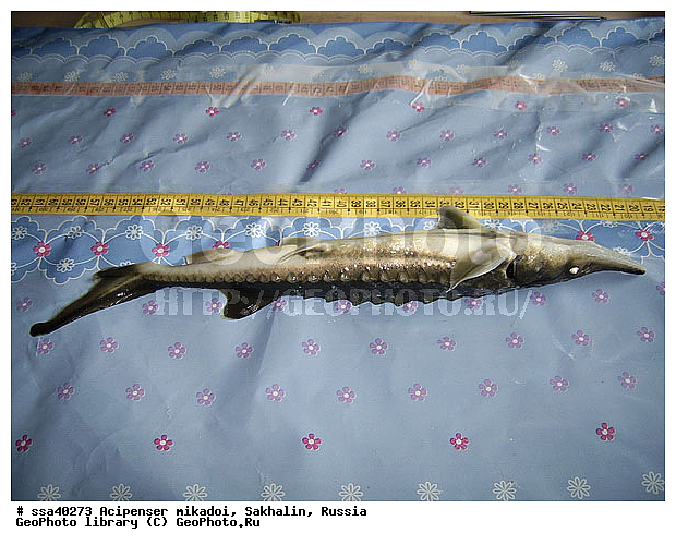 ������� �����, �������, �����������, �������, �������������, �����, ���������, ����������, ������, ����, �������������