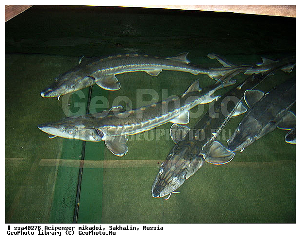 ������� �����, �������, �����������, �������, �������������, �����, ���������, ����������, ������, ����, �������������