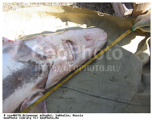 ������� �����, �������, �����������, �������, �������������, �����, ���������, ����������, ������, ����, �������������