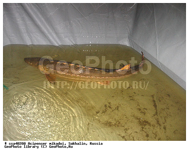 ������� �����, �������, �����������, �������, �������������, �����, ���������, ����������, ������, ����, �������������