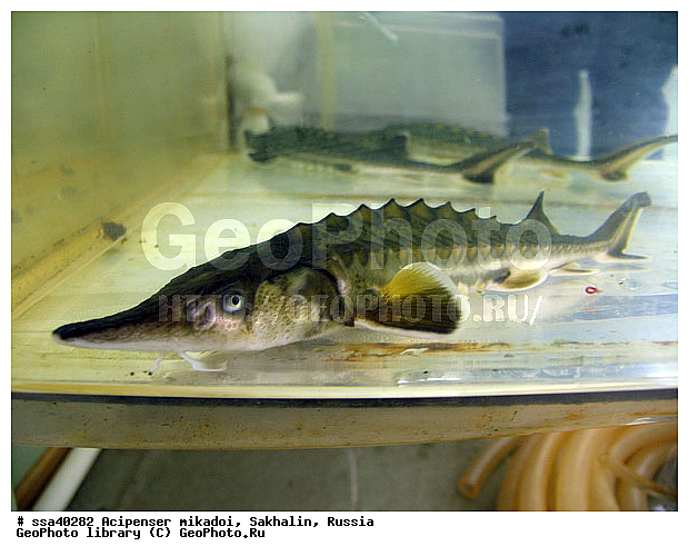 ������� �����, �������, �����������, �������, �������������, �����, ���������, ����������, ������, ����, �������������