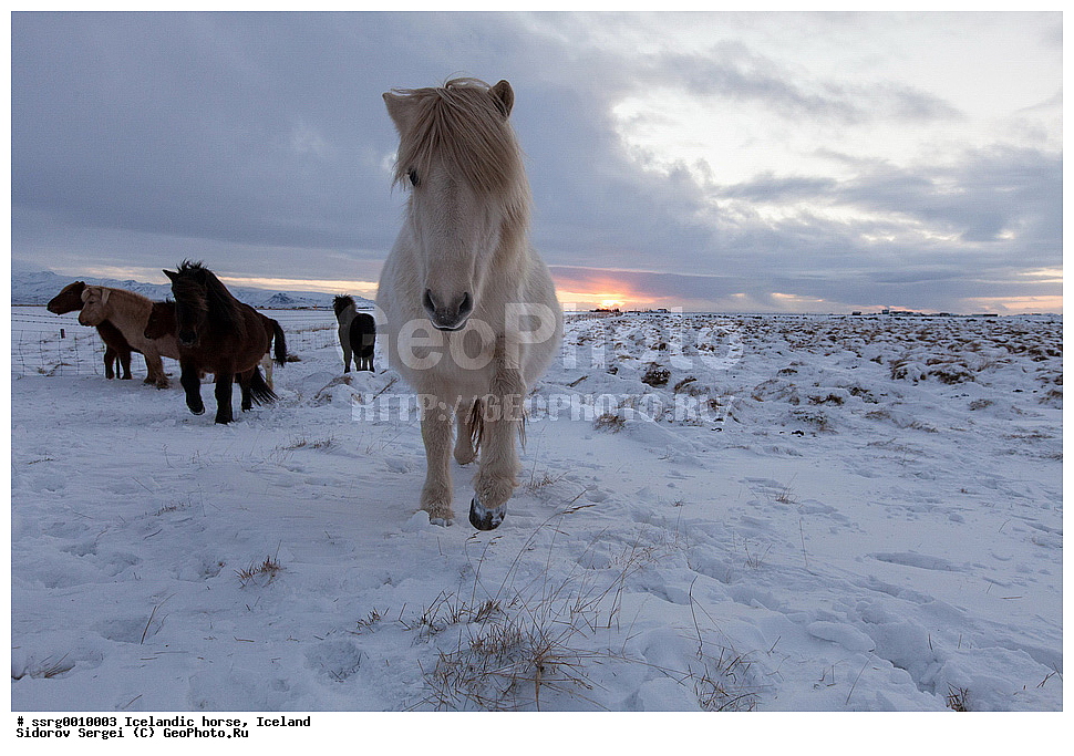  ���������� ������, ��������, ������������� ������, Equus caballus, �������, �������������� � �������� ������, ��������, ��������, �������������, �������������, �����, �����, XYZ, ���������, Equidae, �������� ������, Equus ferus caballus