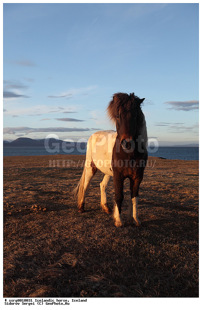  ���������� ������, ��������, ������������� ������, Equus caballus, �������, �������������� � �������� ������, ��������, ��������, �������������, �������������, �����, �����, XYZ, ���������, Equidae, �������� ������, Equus ferus caballus