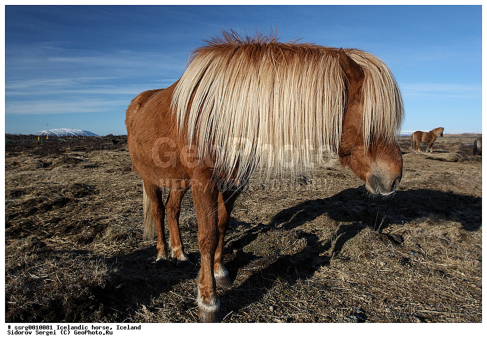  ���������� ������, ��������, ������������� ������, Equus caballus, �������, �������������� � �������� ������, ��������, ��������, �������������, �������������, �����, �����, XYZ, ���������, Equidae, �������� ������, Equus ferus caballus
