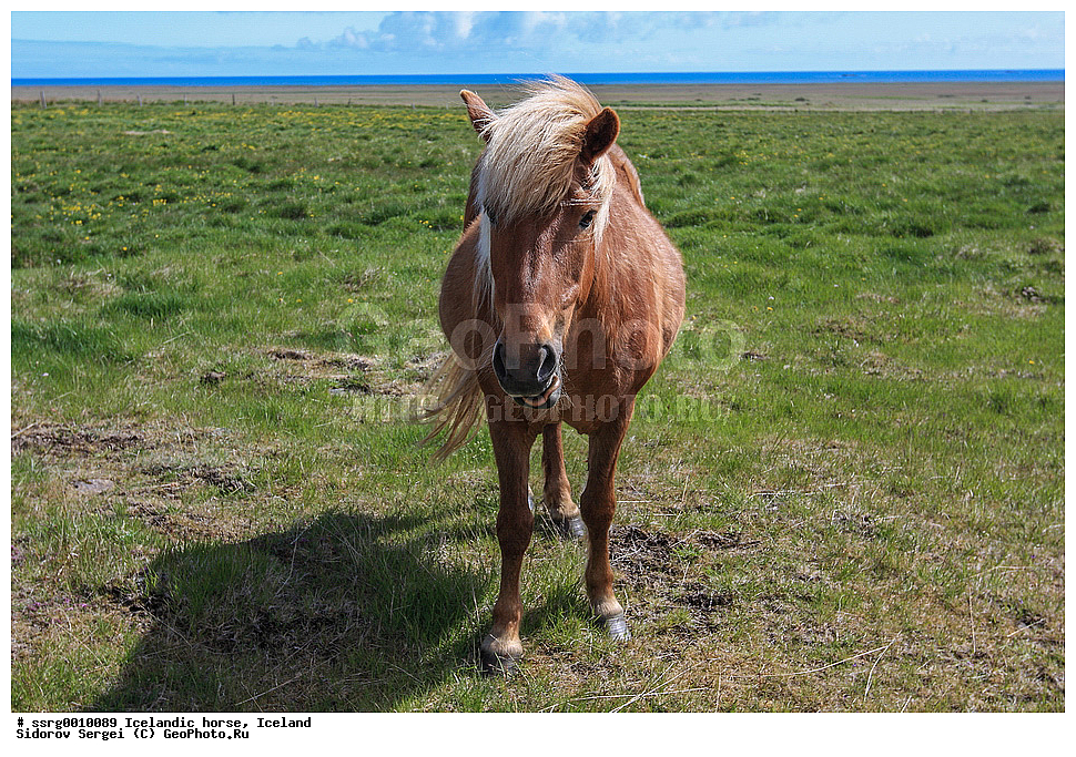  ���������� ������, ��������, ������������� ������, Equus caballus, �������, �������������� � �������� ������, ��������, ��������, �������������, �������������, �����, �����, XYZ, ���������, Equidae, �������� ������, Equus ferus caballus