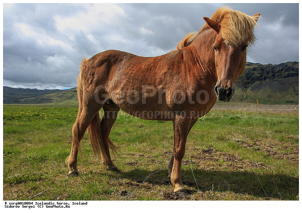  ���������� ������, ��������, ������������� ������, Equus caballus, �������, �������������� � �������� ������, ��������, ��������, �������������, �������������, �����, �����, XYZ, ���������, Equidae, �������� ������, Equus ferus caballus