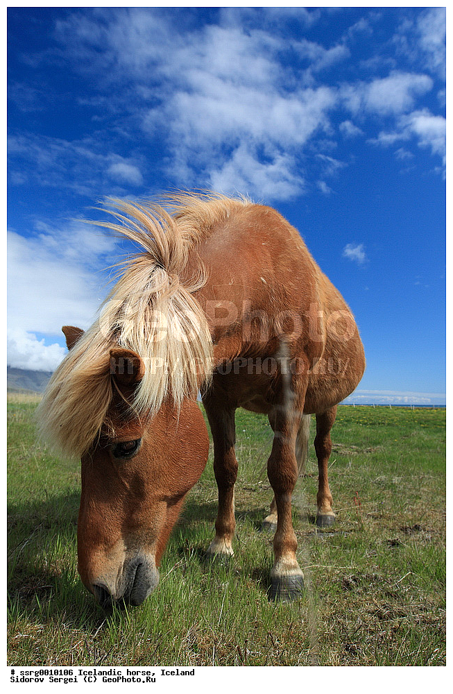  ���������� ������, ��������, ������������� ������, Equus caballus, �������, �������������� � �������� ������, ��������, ��������, �������������, �������������, �����, �����, XYZ, ���������, Equidae, �������� ������, Equus ferus caballus