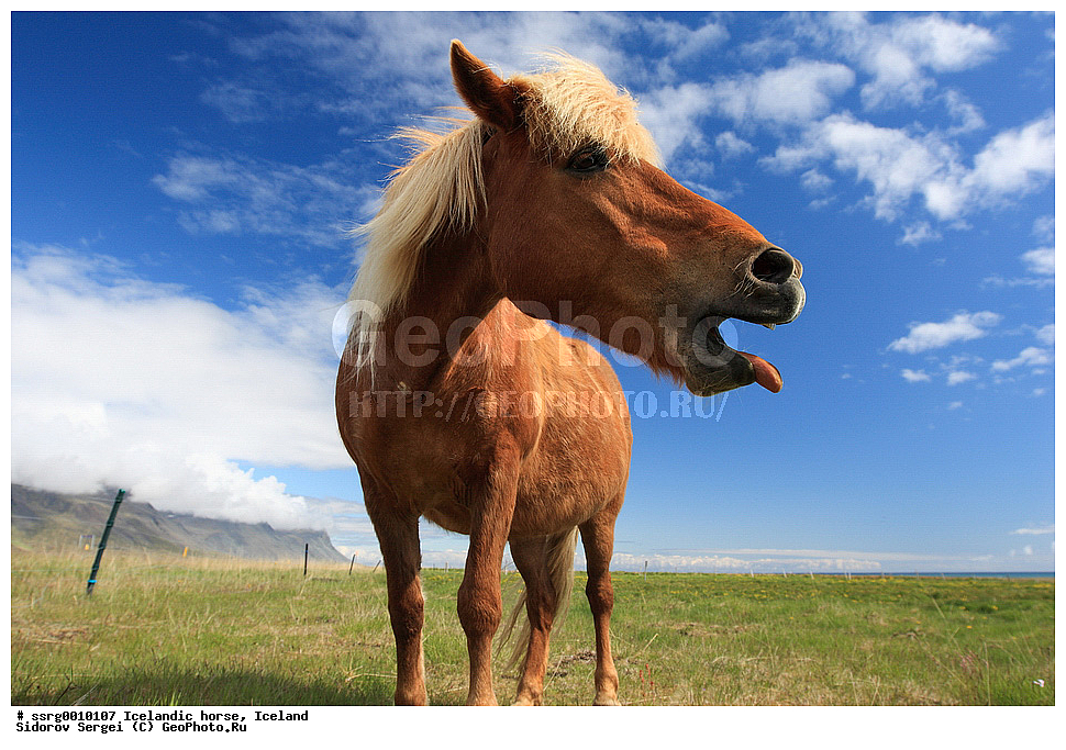  ���������� ������, ��������, ������������� ������, Equus caballus, �������, �������������� � �������� ������, ��������, ��������, �������������, �������������, �����, �����, XYZ, ���������, Equidae, �������� ������, Equus ferus caballus