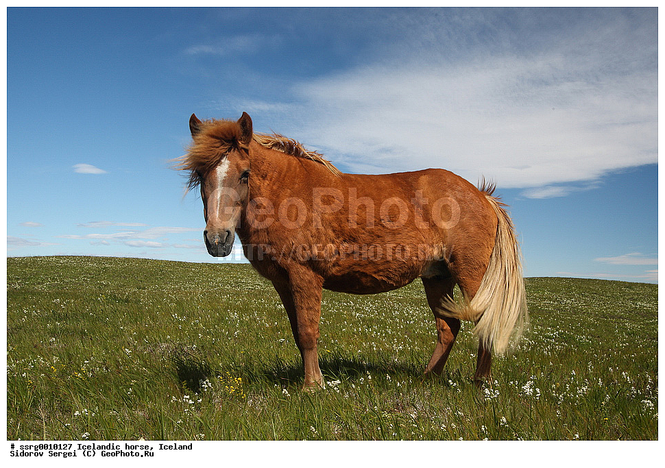  ���������� ������, ��������, ������������� ������, Equus caballus, �������, �������������� � �������� ������, ��������, ��������, �������������, �������������, �����, �����, XYZ, ���������, Equidae, �������� ������, Equus ferus caballus
