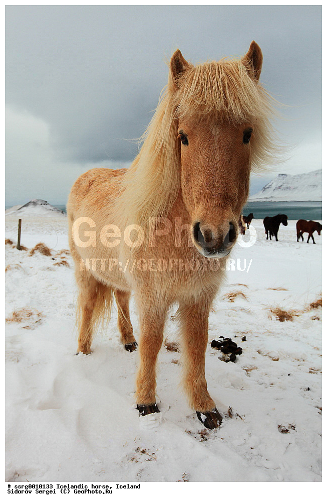  ���������� ������, ��������, ������������� ������, Equus caballus, �������, �������������� � �������� ������, ��������, ��������, �������������, �������������, �����, �����, XYZ, ���������, Equidae, �������� ������, Equus ferus caballus