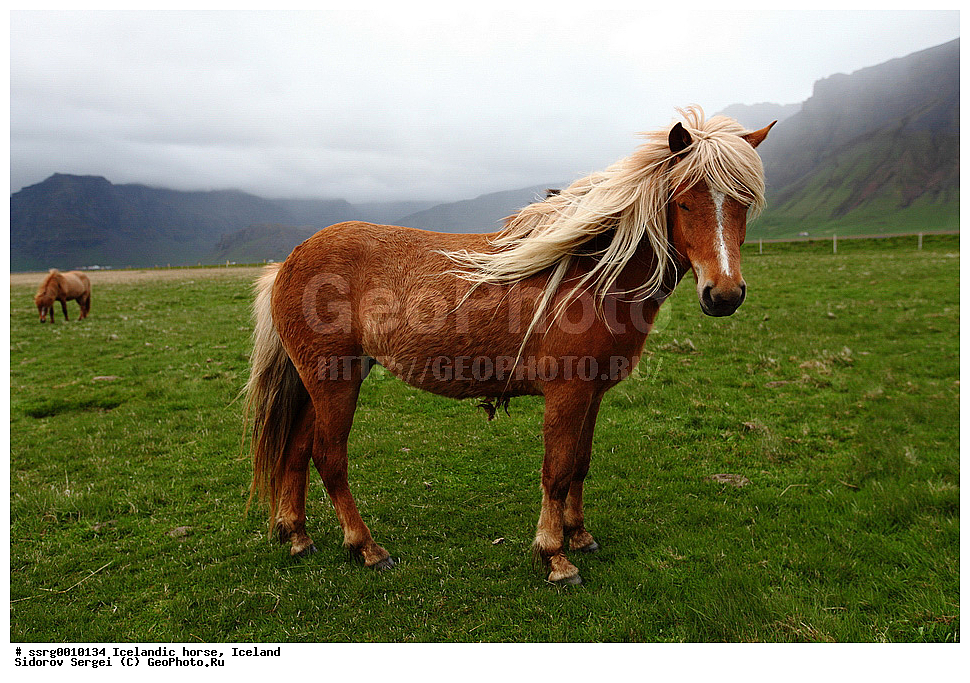  ���������� ������, ��������, ������������� ������, Equus caballus, �������, �������������� � �������� ������, ��������, ��������, �������������, �������������, �����, �����, XYZ, ���������, Equidae, �������� ������, Equus ferus caballus